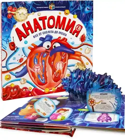 Анатомия